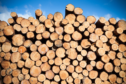 Toras de madeira de eucalipto - floresta legal em Alagoas